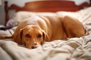 Happy Dog Sleeping on Bed